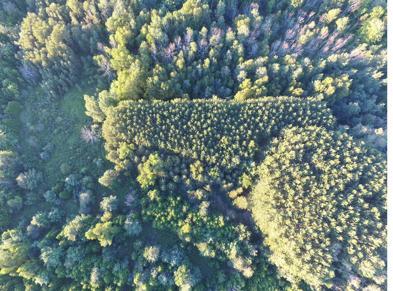 Forested parcel aerial